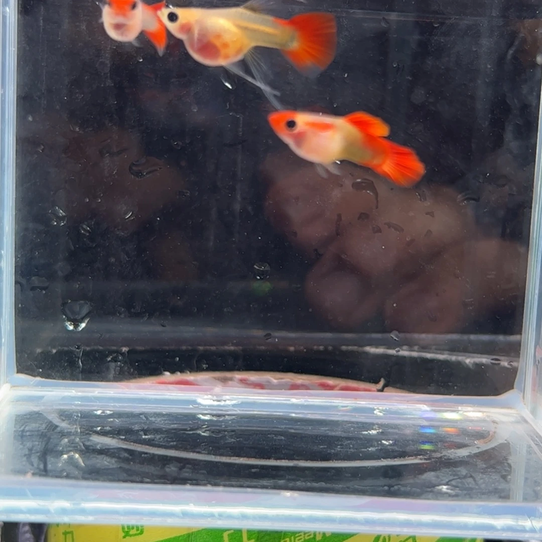 孔雀鱼深海蓝 111111111111