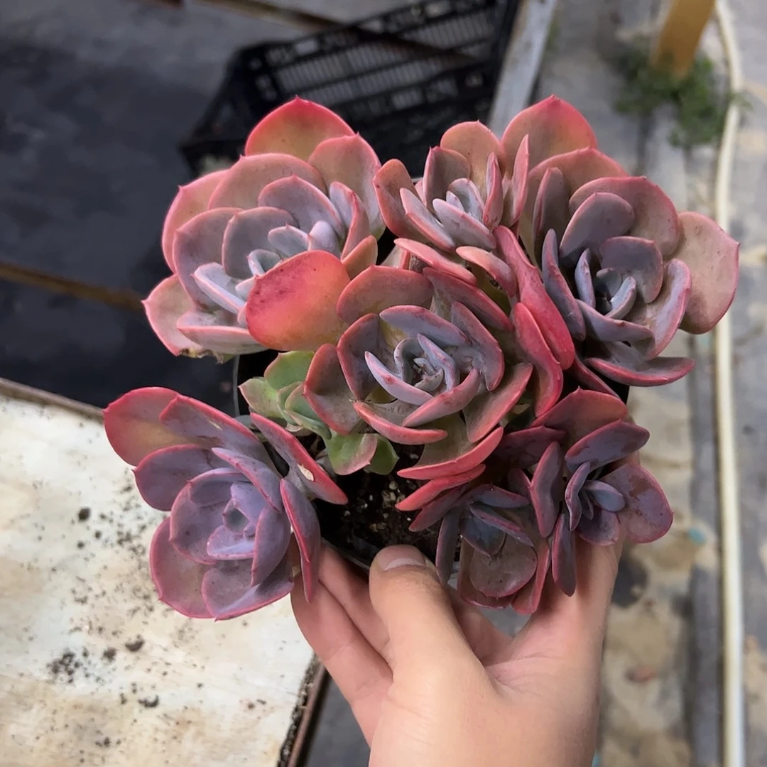 尘埃玫瑰18 零零多肉植物
