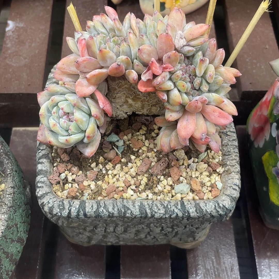 雪天使厚板缀化，很厚很厚