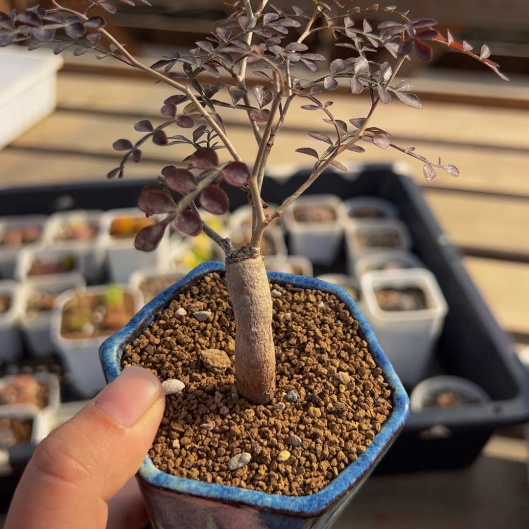 象足漆树多肉植物盆栽栽培