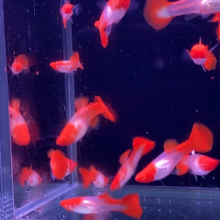 孔雀鱼福利小红头20条