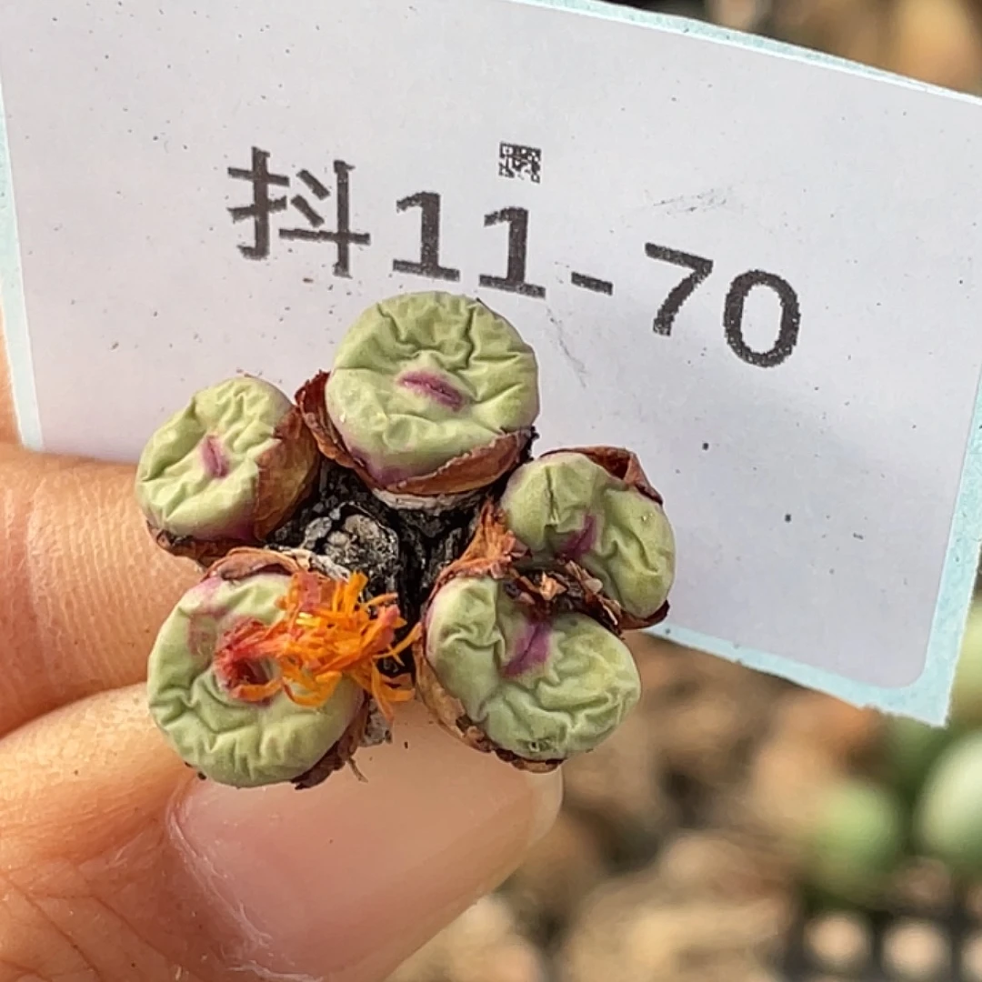 11-70嘴多肉植物肉锥