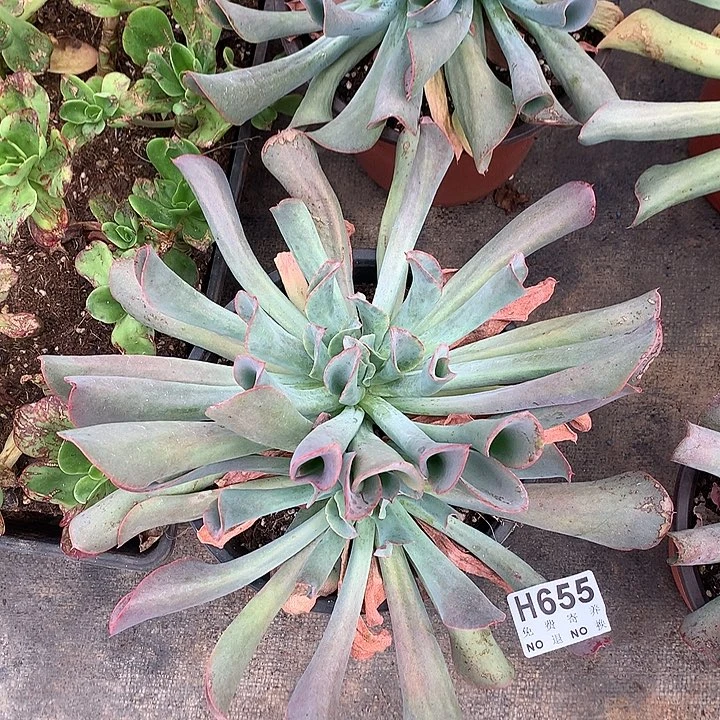猪鼻子杂白凤 非偏远38包邮 节后发