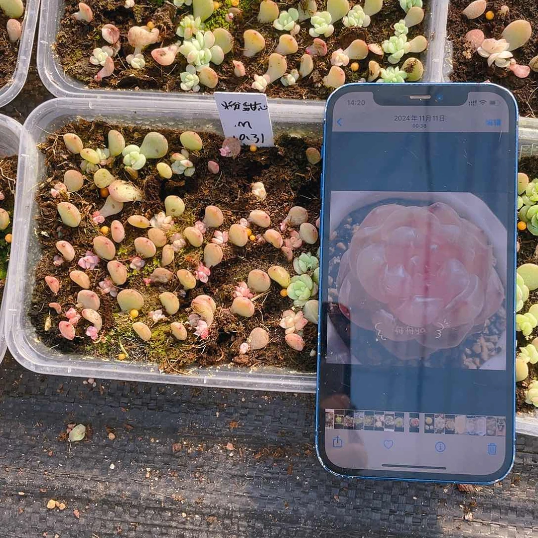 粉甜心芝麻苗一个满25包邮