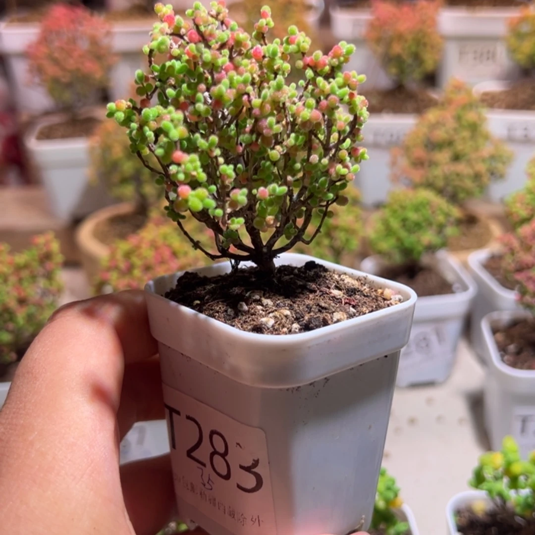 283蜜橘带土发货一物一拍
