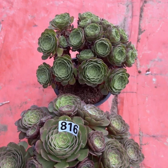 无花朵多肉植物莎拉碗套餐816号不包断枝