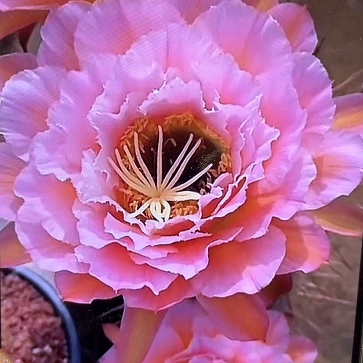 毛花柱粉桃精灵八公分左右满包邮