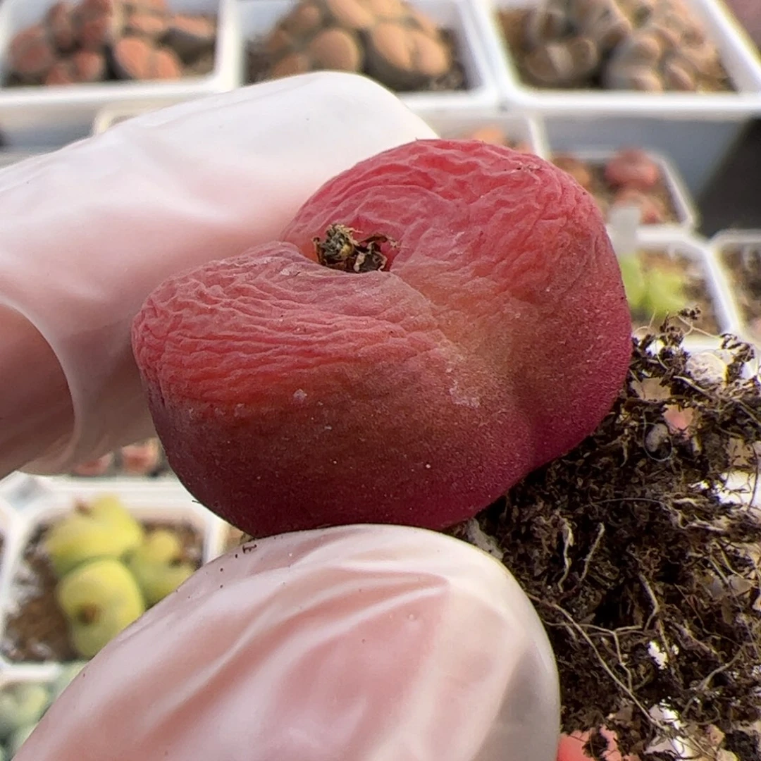 0445号水蜜桃多肉植物