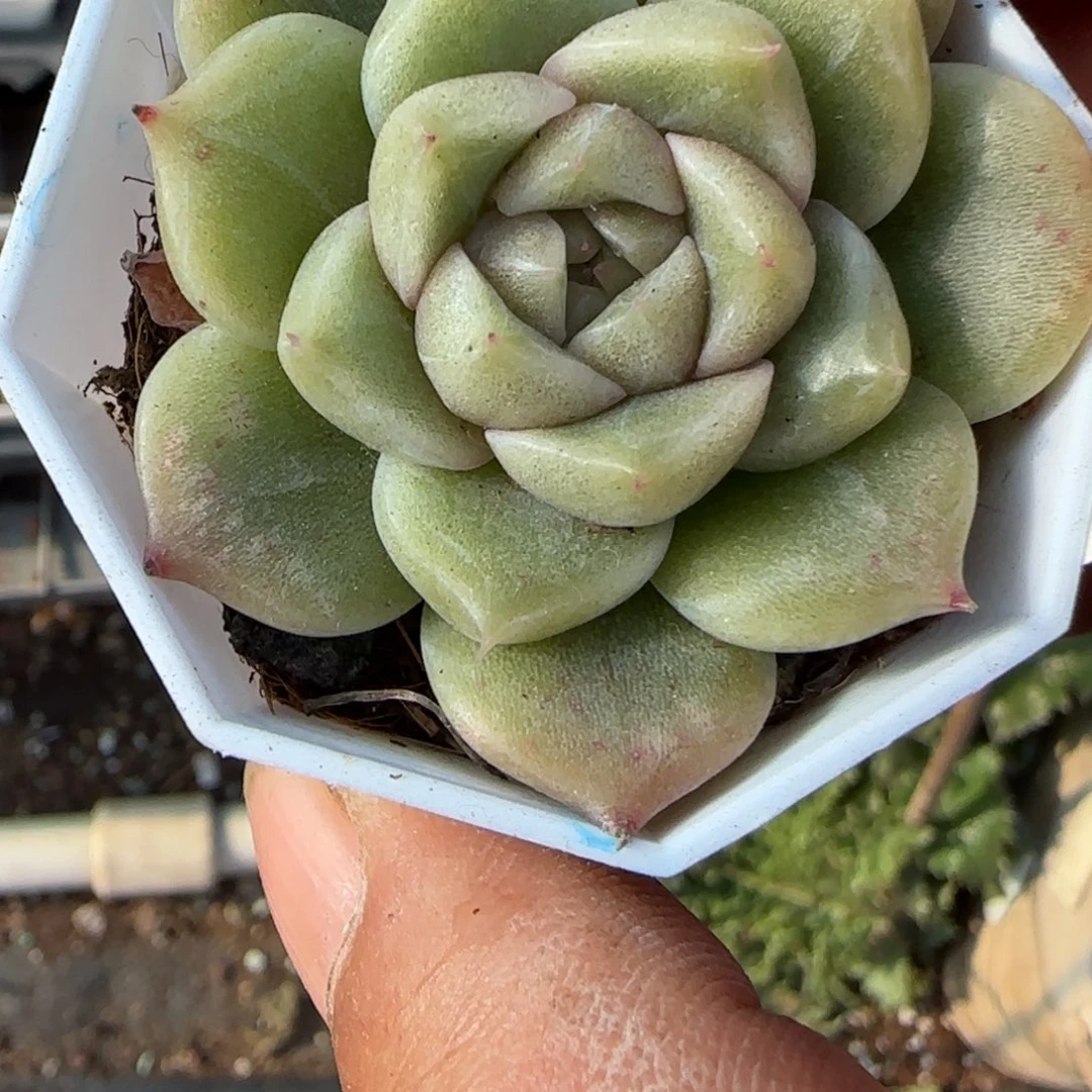 多肉小卡拉米糖心一物一拍