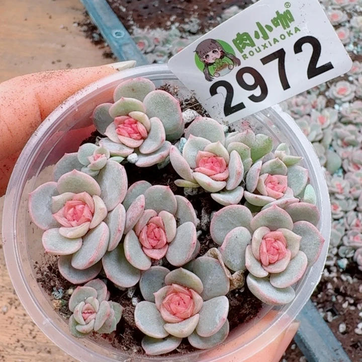 多肉植物多肉植物