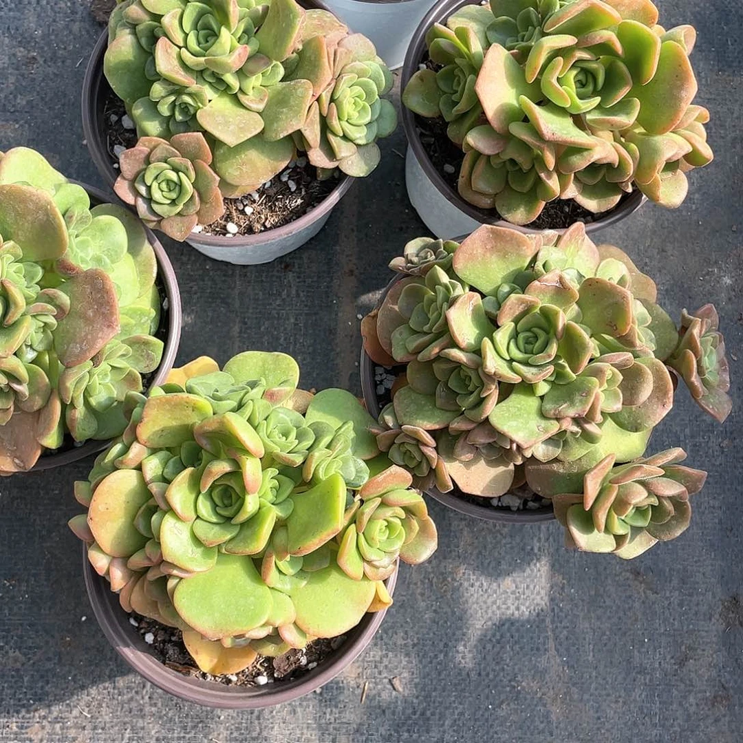 百合丽丽小群带盆发货