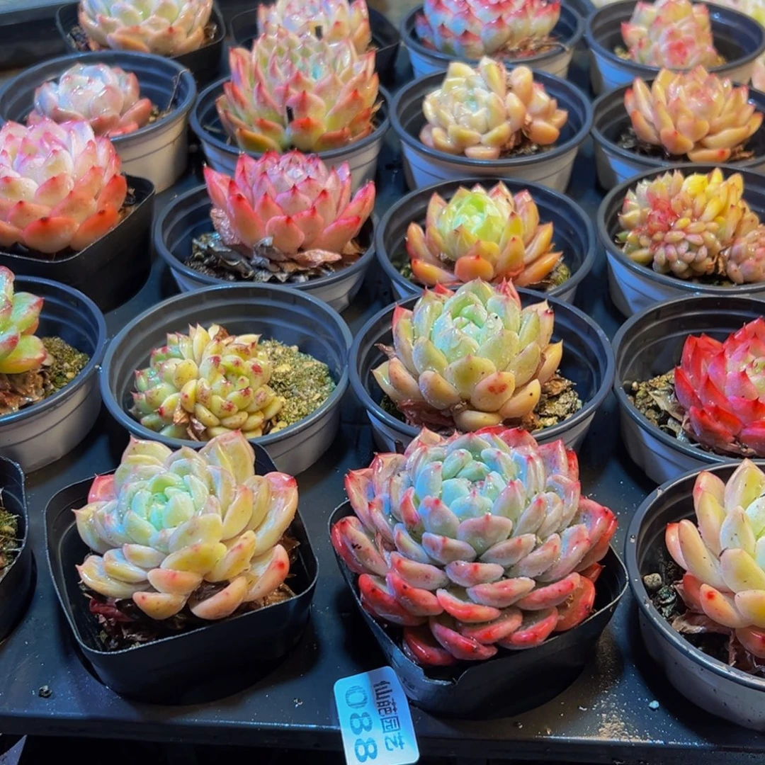 088多肉葡萄的味道是