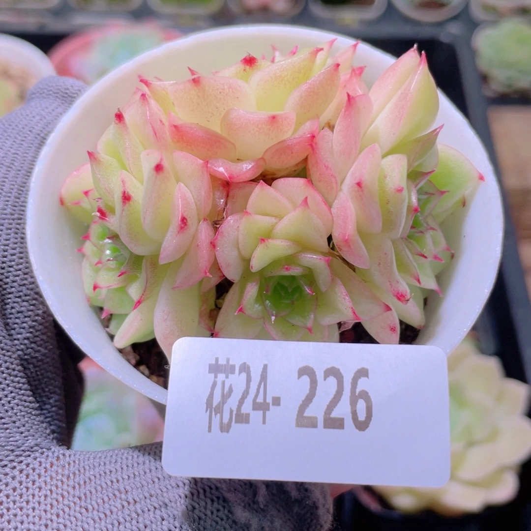 花利美24-226麦秆群