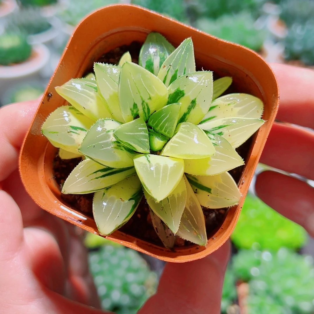 姬寿锦多肉多肉多肉