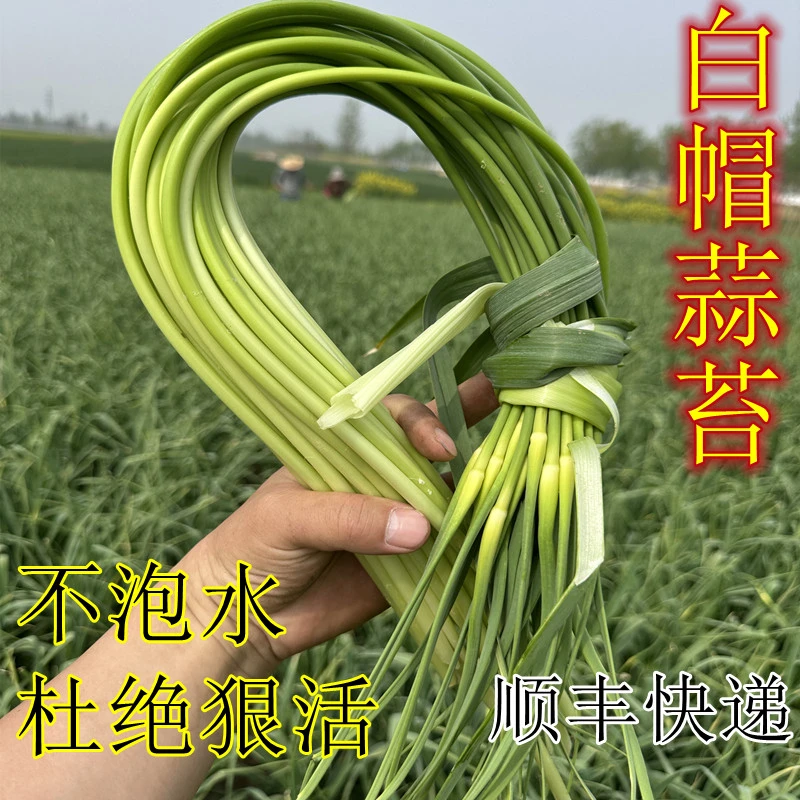 【顺丰快递】新鲜白帽蒜苔蒜薹露天蒜苔脆嫩 老苔蒜 2斤头茬现拔