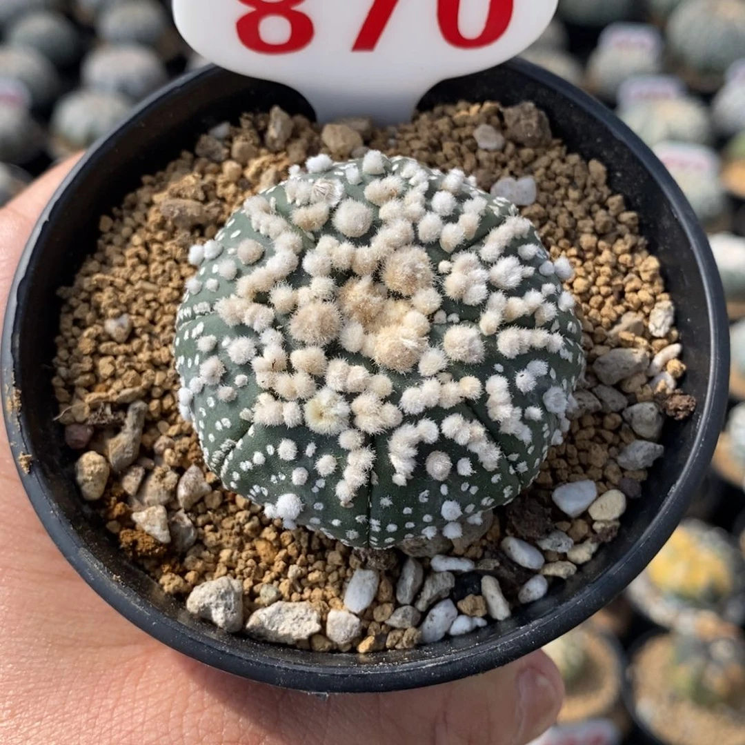 870花园兜福利多多