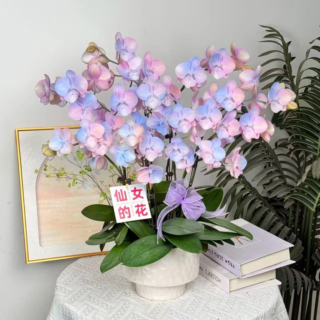 【星河】室内喷色蝴蝶兰花盆栽开花株 四季好养护绿植叶片