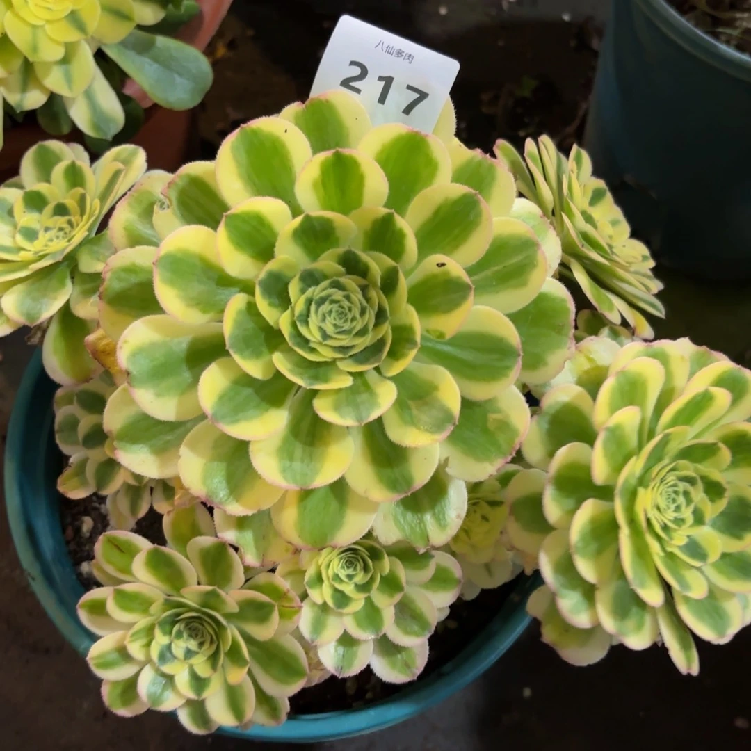 217多肉植物保时捷