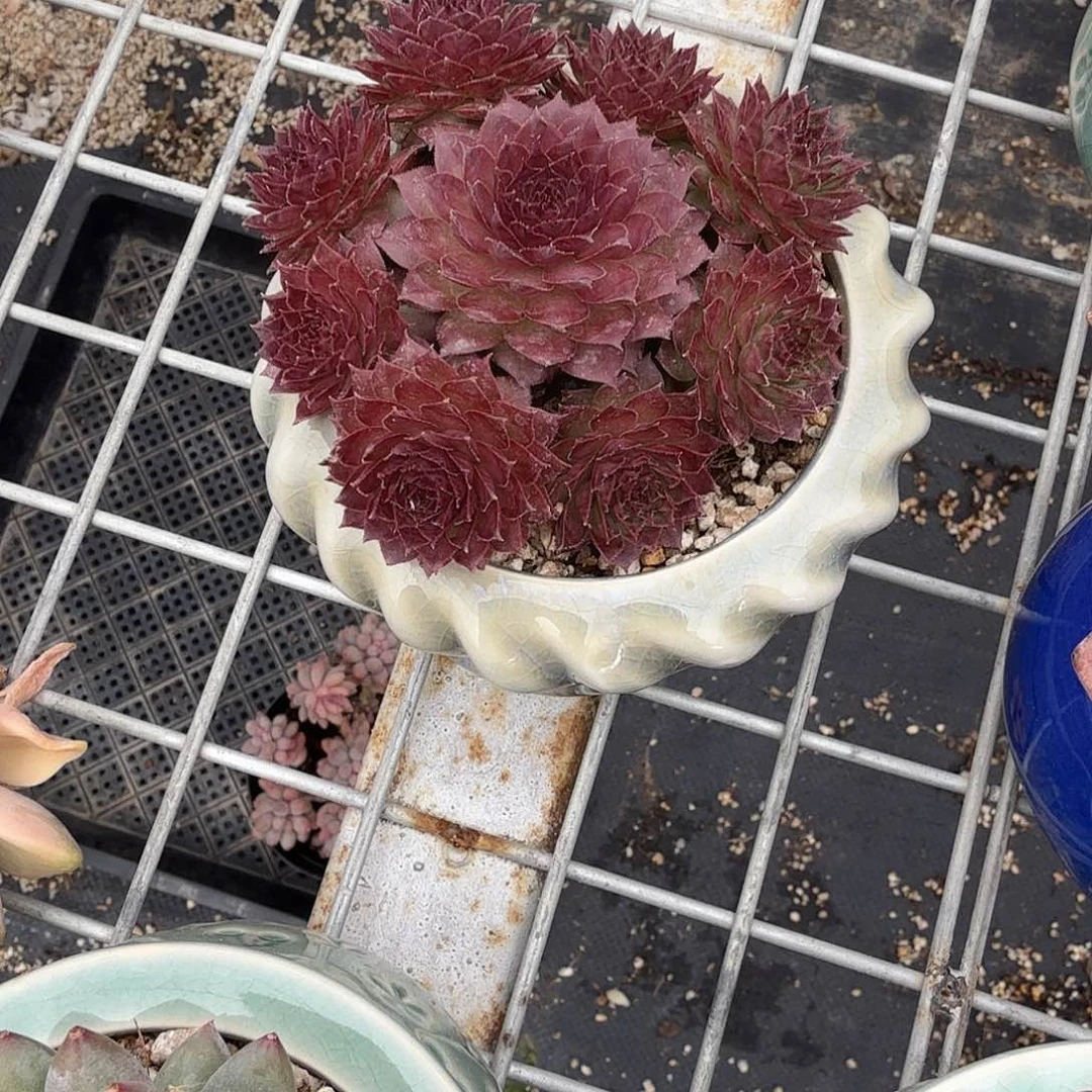 红砖带盆多肉植物精品