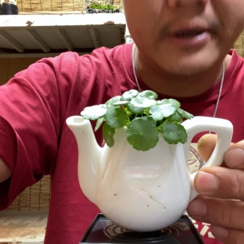 红陶一物一拍所见即所得164