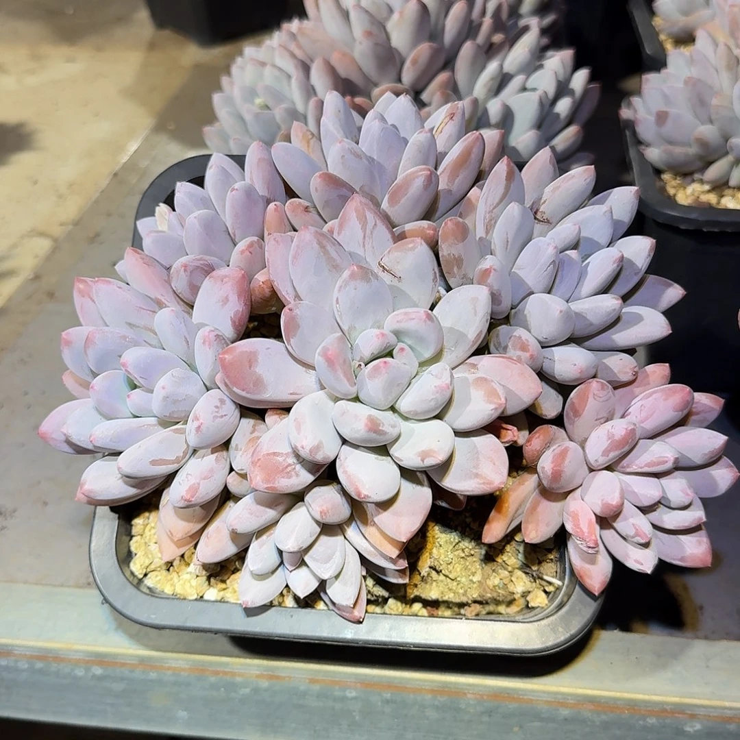 香水宝贝整无砍老桩