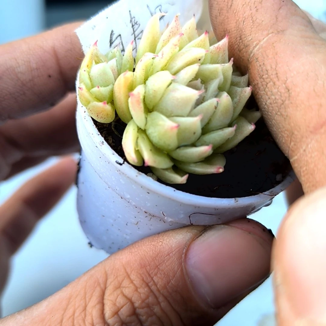 满6元包邮，白麦秆1/3头拇指盆67号