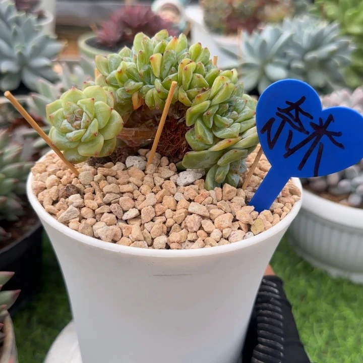 奈***米冰魄小树多多多肉植物