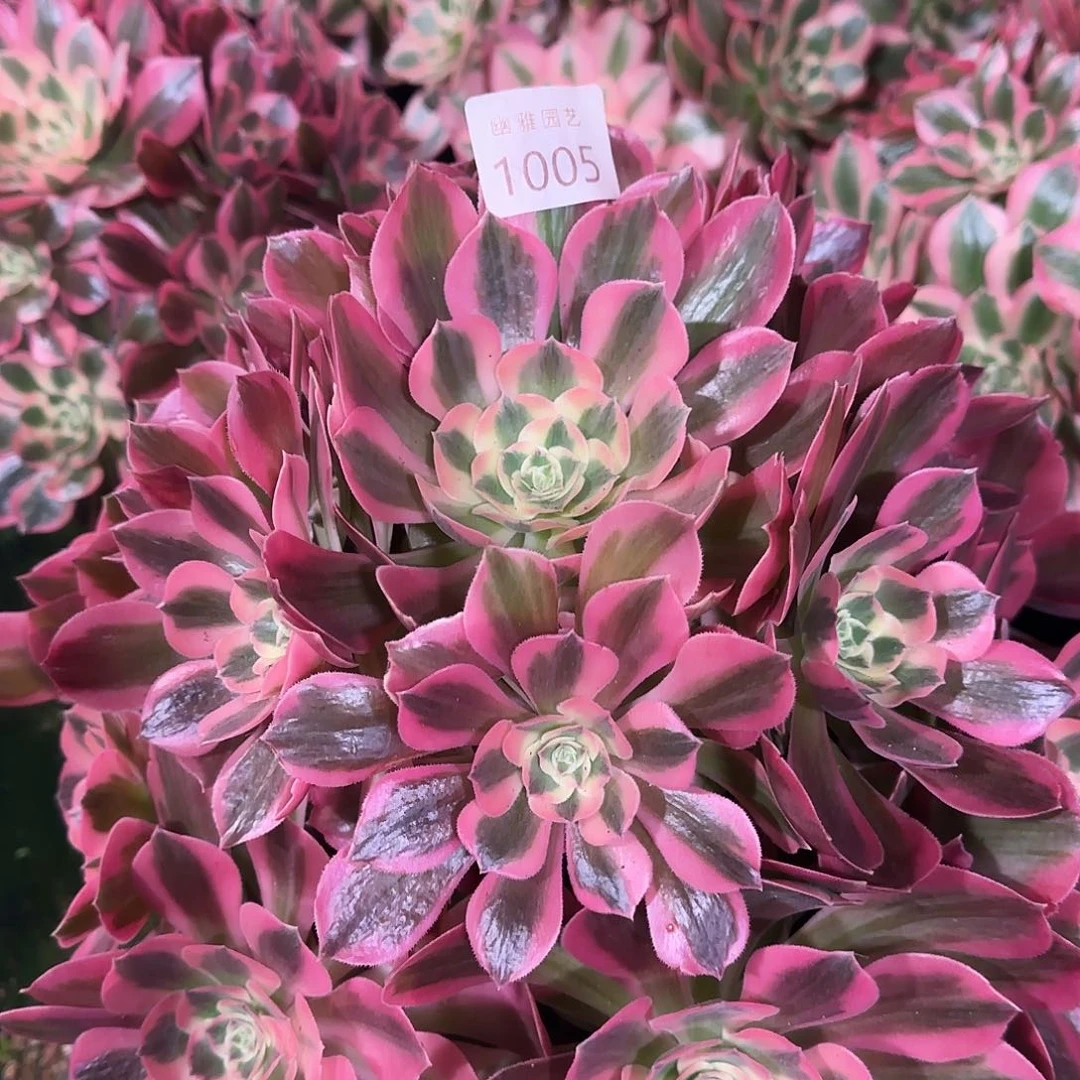 不**续多肉植物粉女郎1005