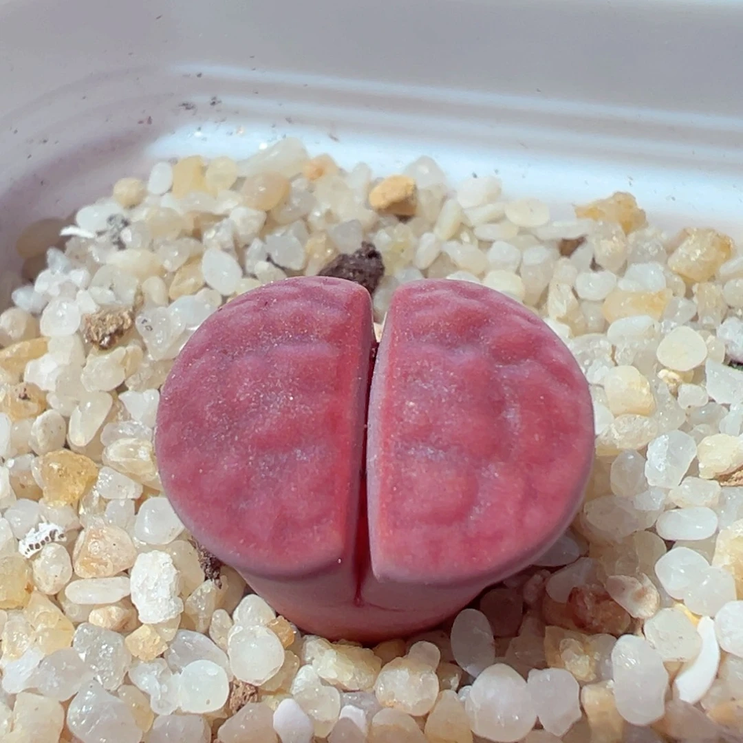 1221-178多肉多肉