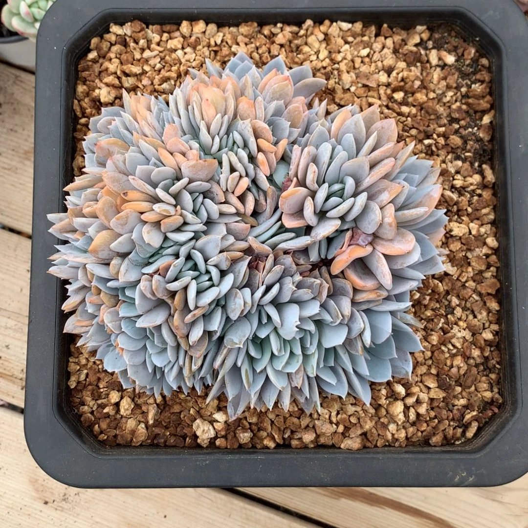 6485白茶朵缀一颗16厘米