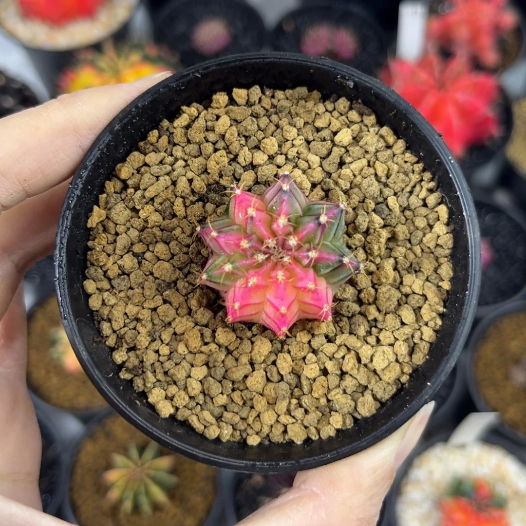 粉背肋骨锦仙人球实生