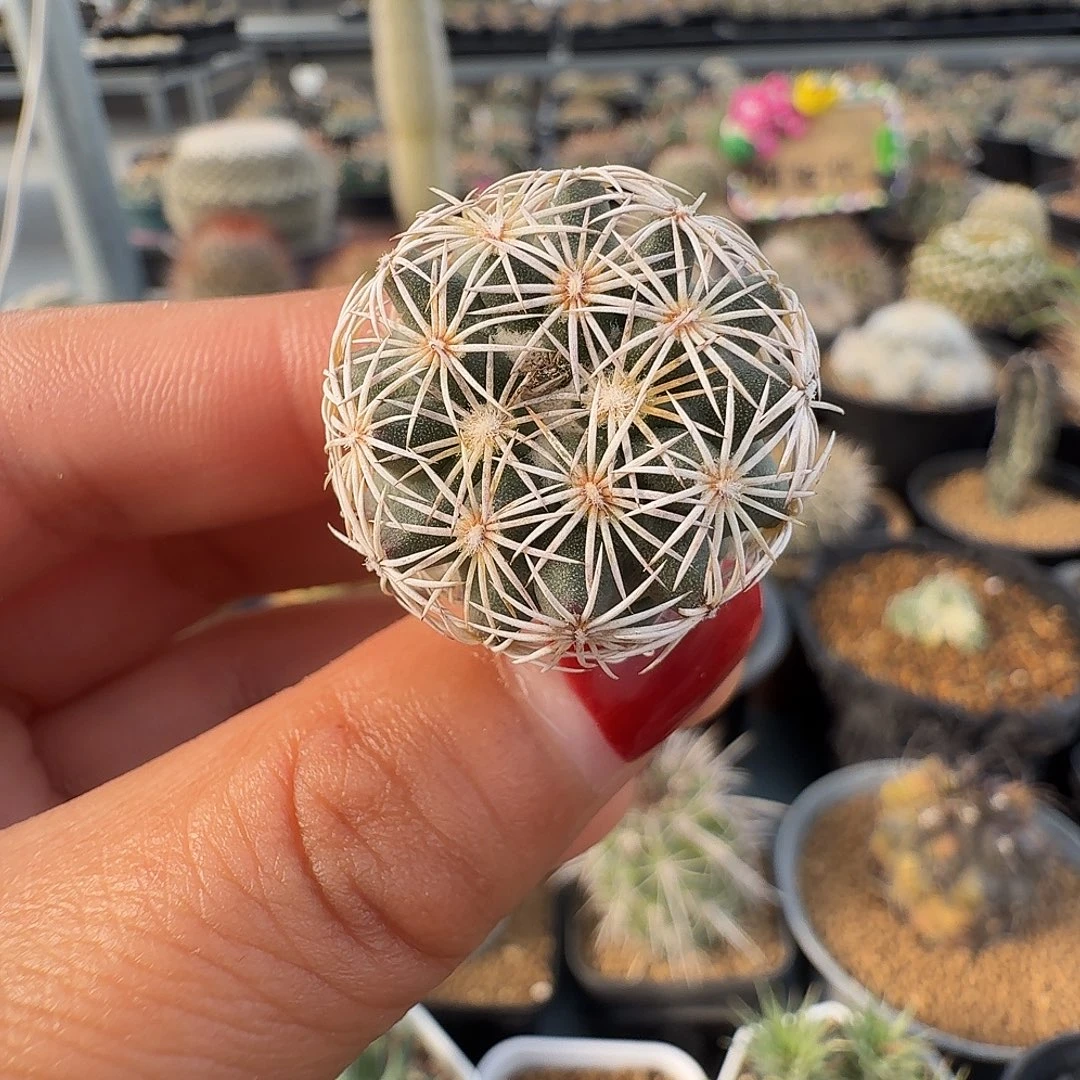 实生红廉玉裸根发货