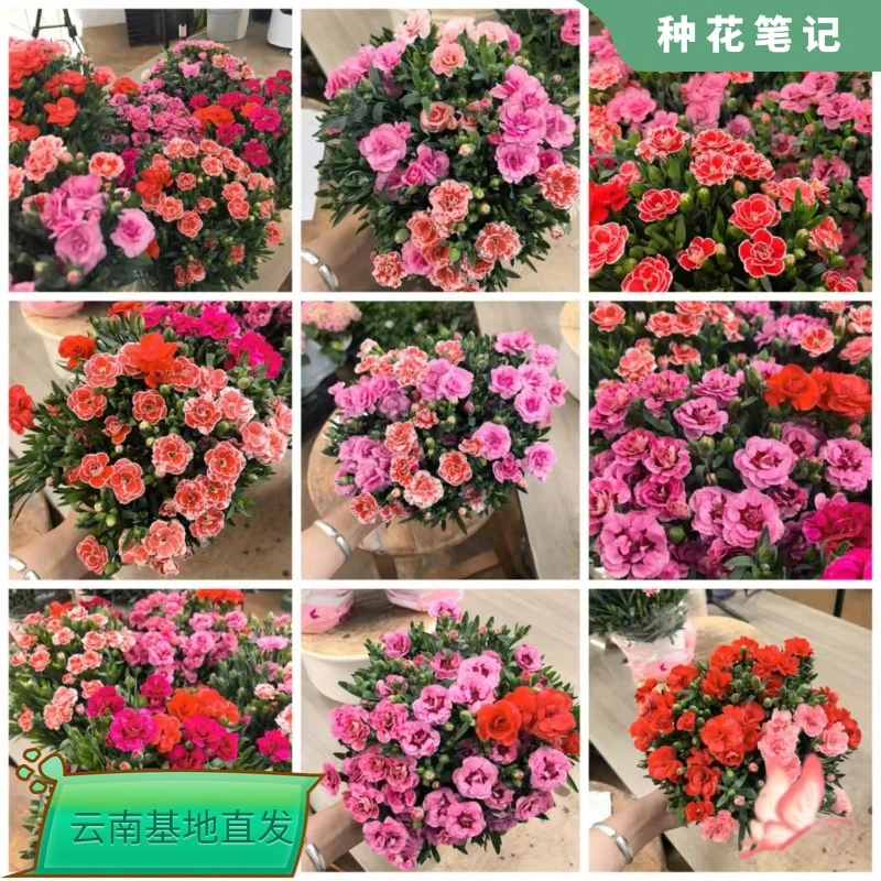【混色莱茵康乃馨 】带香味盆栽花园阳台爆花机器多季开花植物