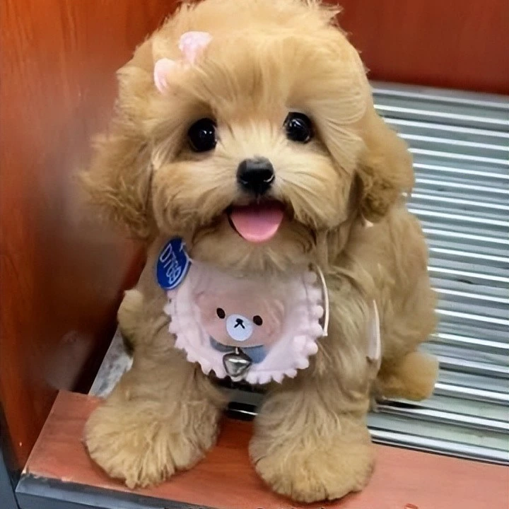 迷你宾沙犬纯种活体家养小型伴侣宠物护卫犬幼崽