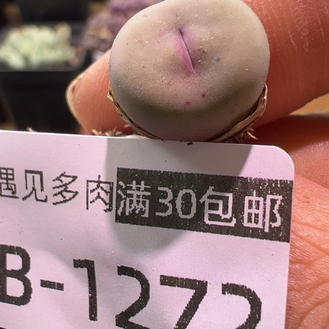 多肉植物11111111111