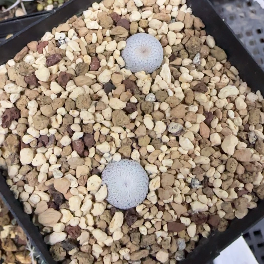 1.1厘米2颗实生小人帽多肉