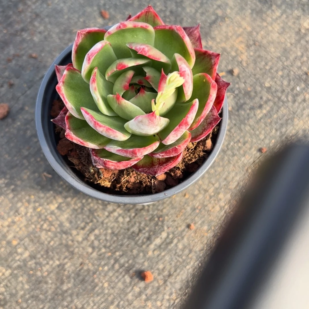 倩*缘来多肉13号惊鸿仙子