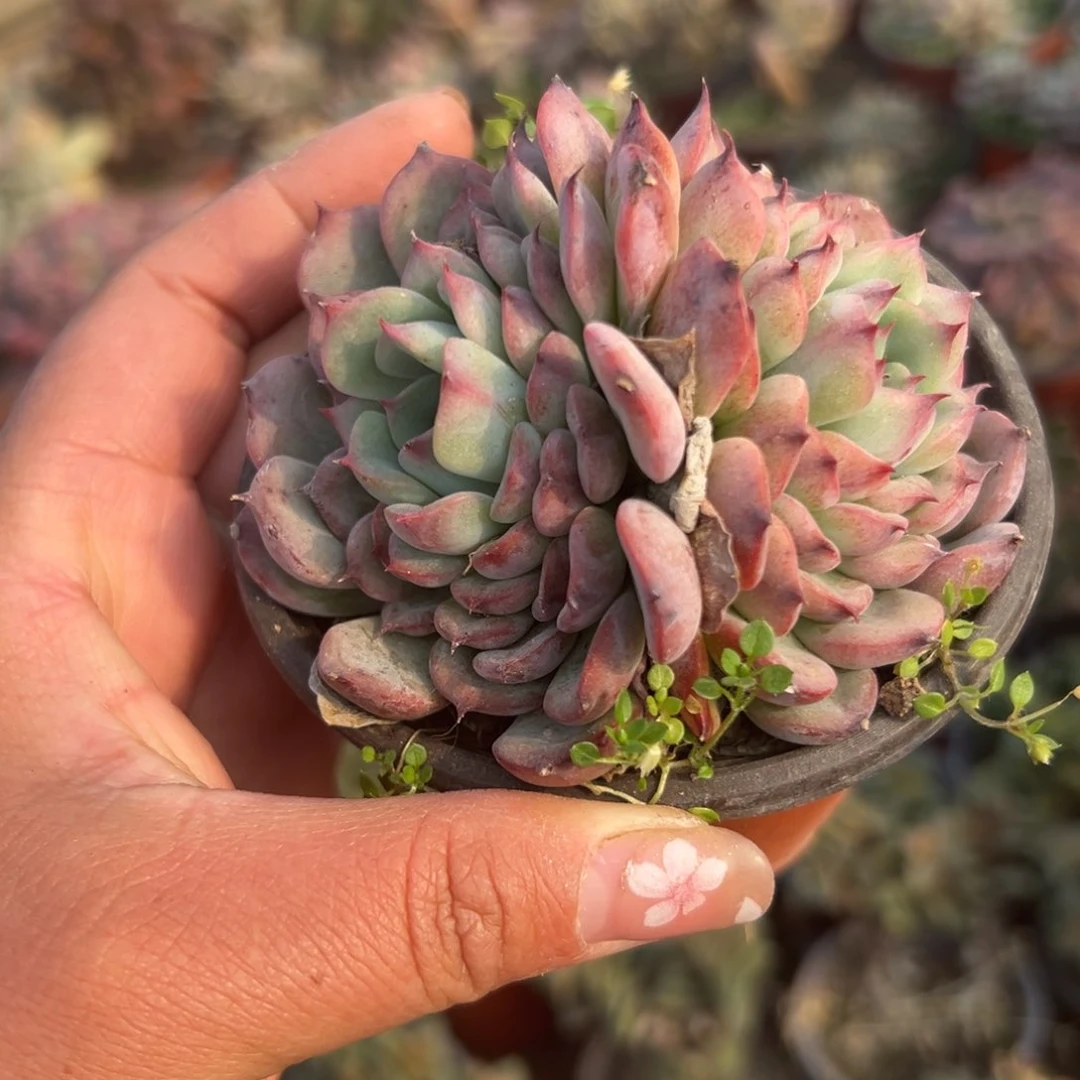 多肉植物多肉植物