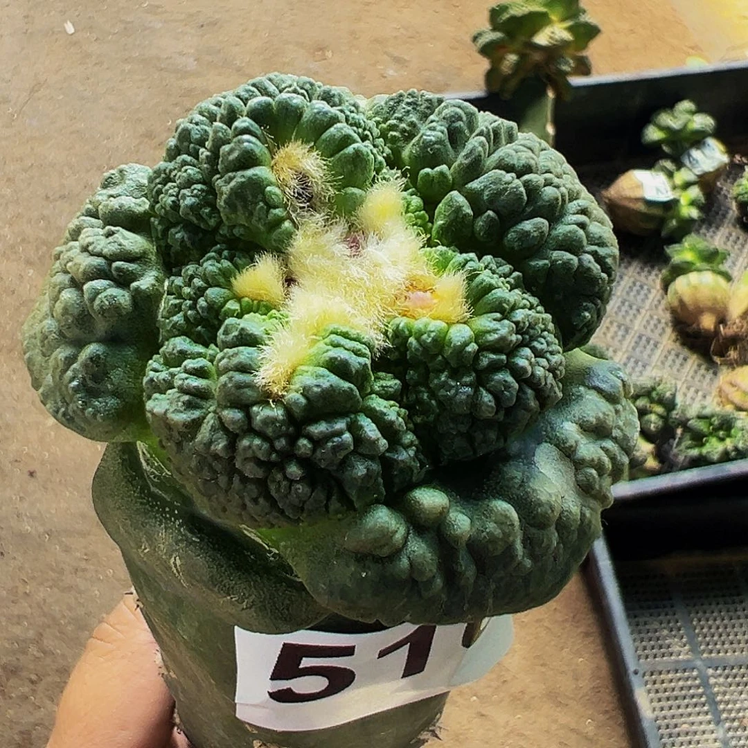 无花朵福利哥斯拉连山牡丹510
