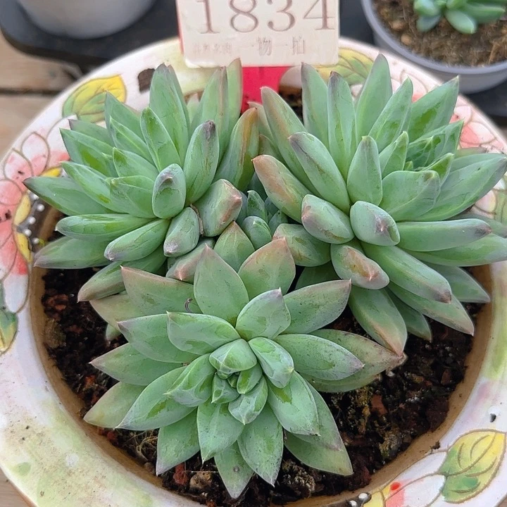 美人1834多肉植物