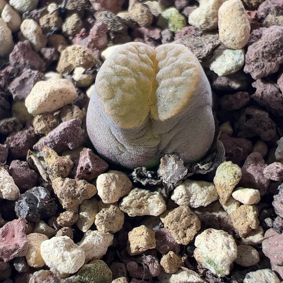 一物一拍脱土发。  858