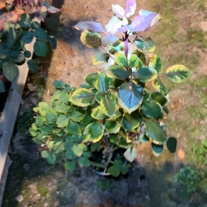 无花朵暴风漩涡一加