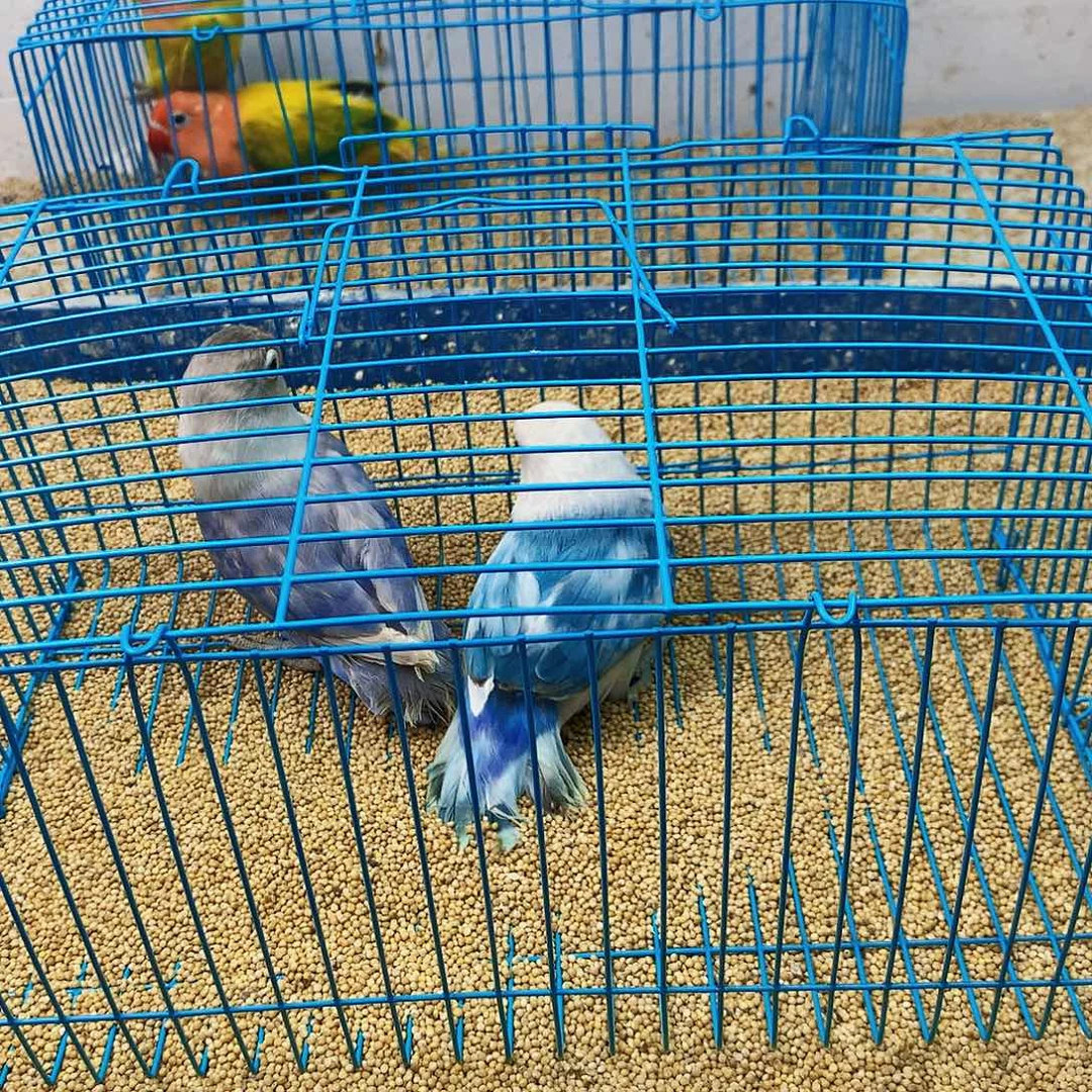 大***器虎皮鹦鹉牡丹一如