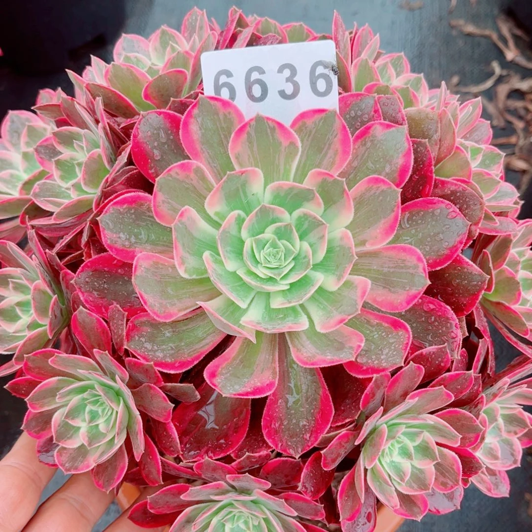 浣纱多肉特价发货