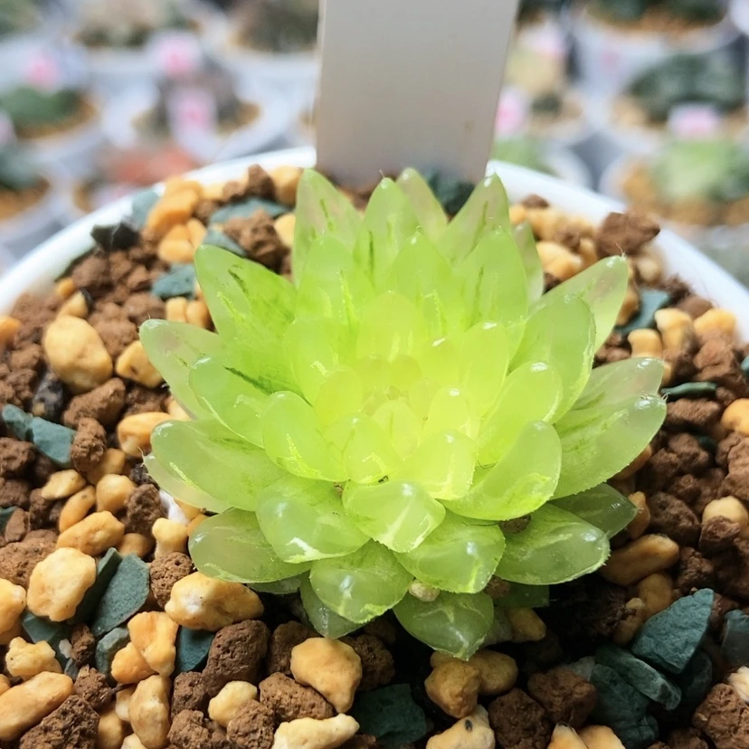 【闪购商品】冰晶47