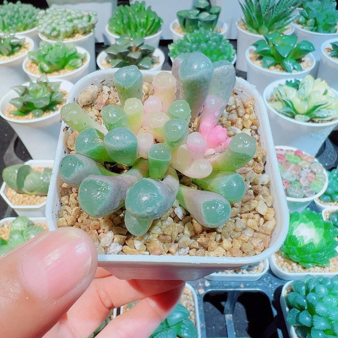 五十铃玉锦多肉多肉