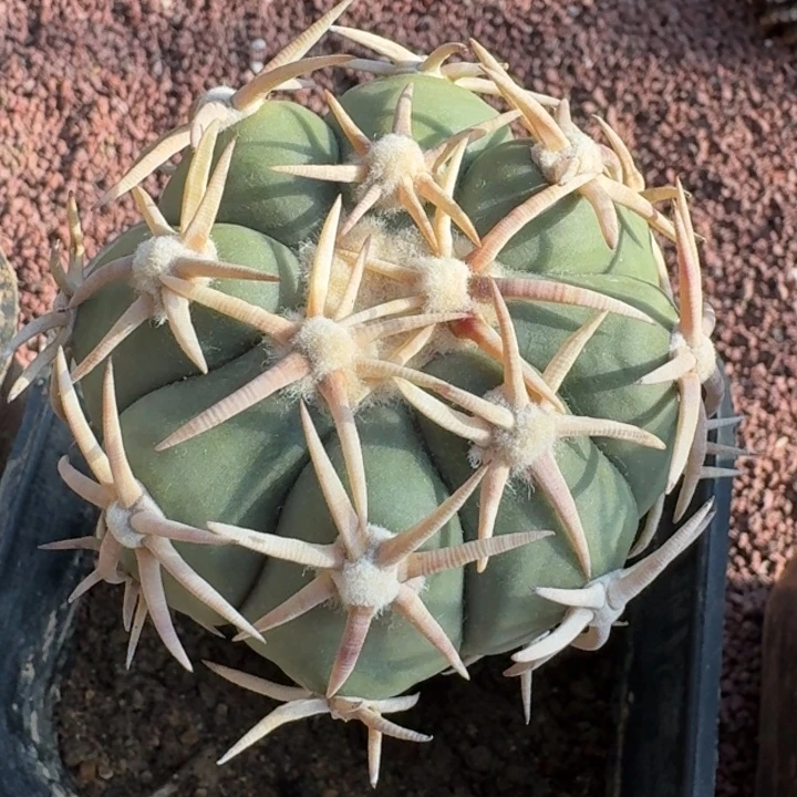 白刺翠平元旦福利555555