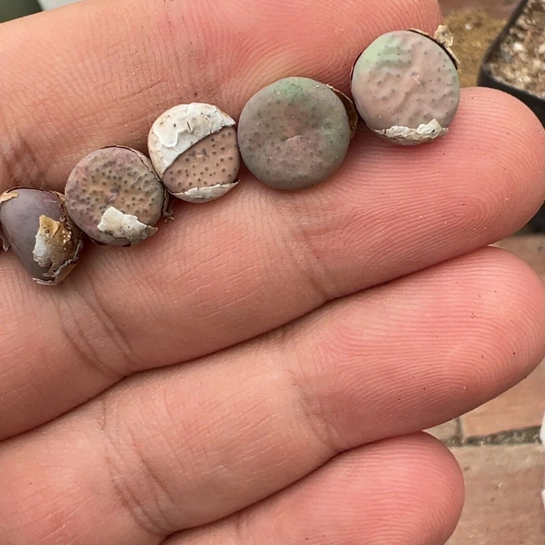 量拍大型粉奶油嘴一颗