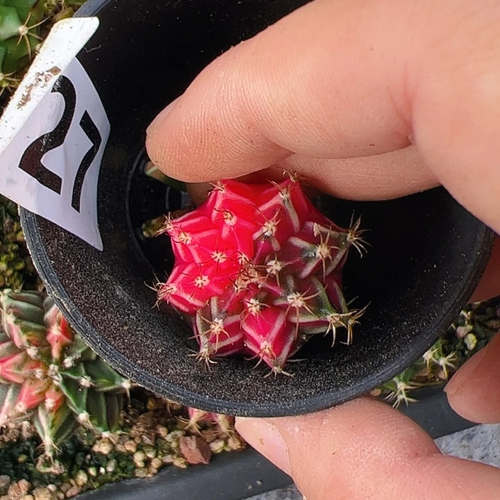 星***际当前无花栽培后可以开花327