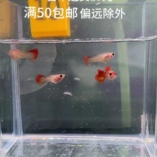 孔雀鱼10.深海蓝玻璃猫4条